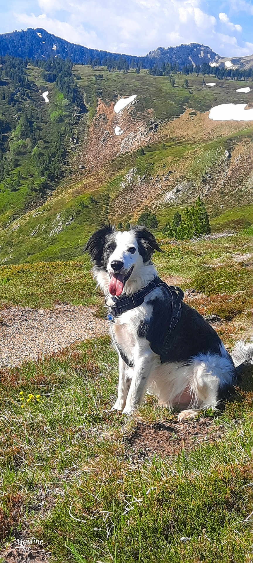 Benji participe au concours pour gagner de l'argent avec cette photo : dog, border_collie, mountain, meadow, grass, outdoor, nature, landscape, sunny, sky, clouds, happy, pet, animal, sitting, hiking, scenic, summer, tongue_out, leash