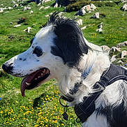 Benji participe au concours pour gagner de l'argent avec cette photo : dog, border_collie, outdoor, grass, hillside, flowers, rocks, panting, harness, black_and_white, canine, nature, sunlight, tongue_out, pet, animal, landscape, summer, scenic, blue_sky