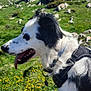 dog, border_collie, outdoor, grass, hillside, flowers, rocks, panting, harness, black_and_white, canine, nature, sunlight, tongue_out, pet, animal, landscape, summer, scenic, blue_sky