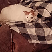 Rocky is registered to the contest to win money with this photo: cat, white_cat, orange_spots, blanket, checkered_pattern, couch, indoor, pet, resting, fur, cozy, relaxed, animal, feline, soft_texture, home, comfort, seated, domestic, warm_lighting