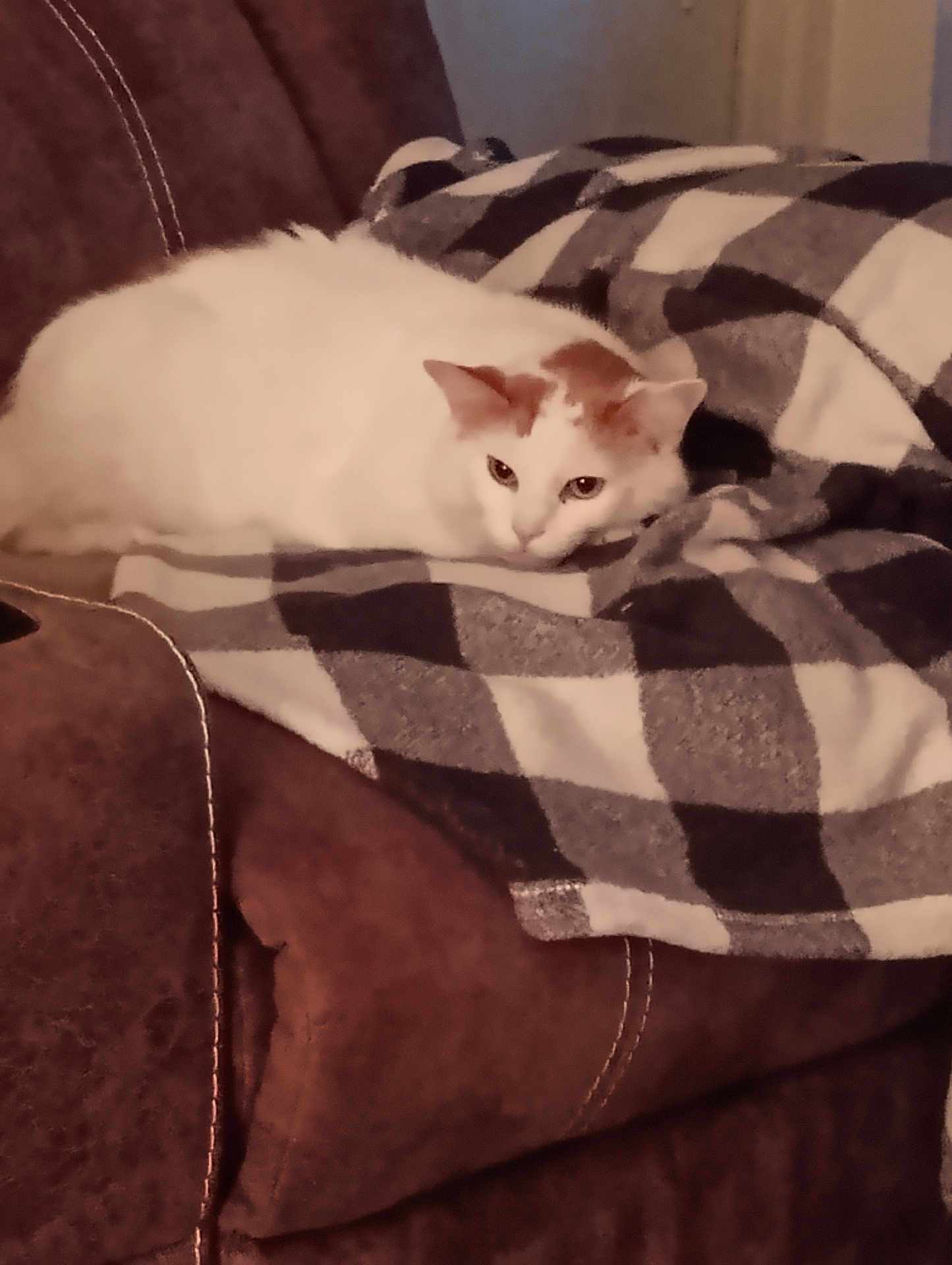 Rocky is registered to the contest to win money with this photo: cat, white_cat, orange_spots, blanket, checkered_pattern, couch, indoor, pet, resting, fur, cozy, relaxed, animal, feline, soft_texture, home, comfort, seated, domestic, warm_lighting