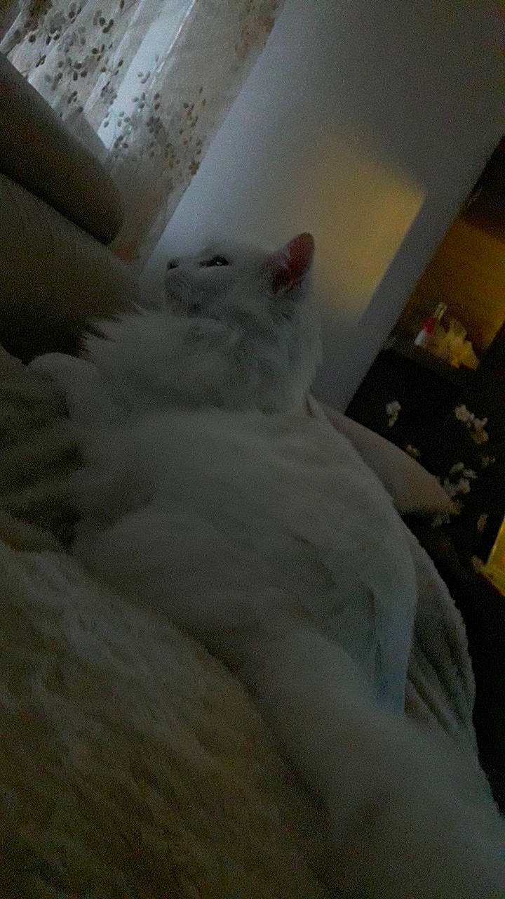 Yoda a rejoint le concours — aidez-le/la à gagner de superbes lots ! carnivore, cat, comfort, felidae, formal_wear, fur, gown, plaster, room, sleeve, small_to_medium_sized_cats, tail, whiskers, wood