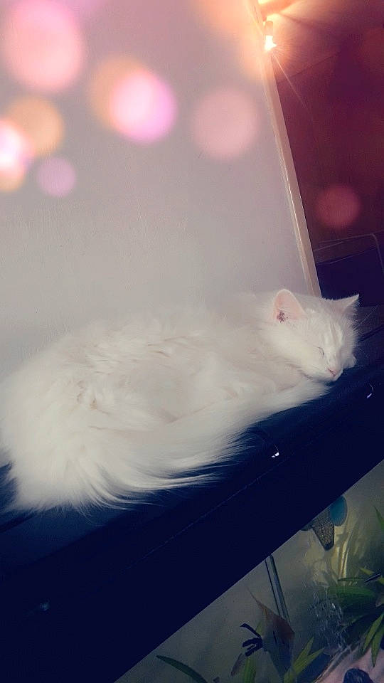 Yoda a rejoint le concours — aidez-le/la à gagner de superbes lots ! automotive_exterior, automotive_lighting, carnivore, cat, cloud, darkness, domestic_short_haired_cat, event, felidae, fur, lens_flare, meteorological_phenomenon, night, sky, small_to_medium_sized_cats, tail, tints_and_shades, whiskers, windshield, winter