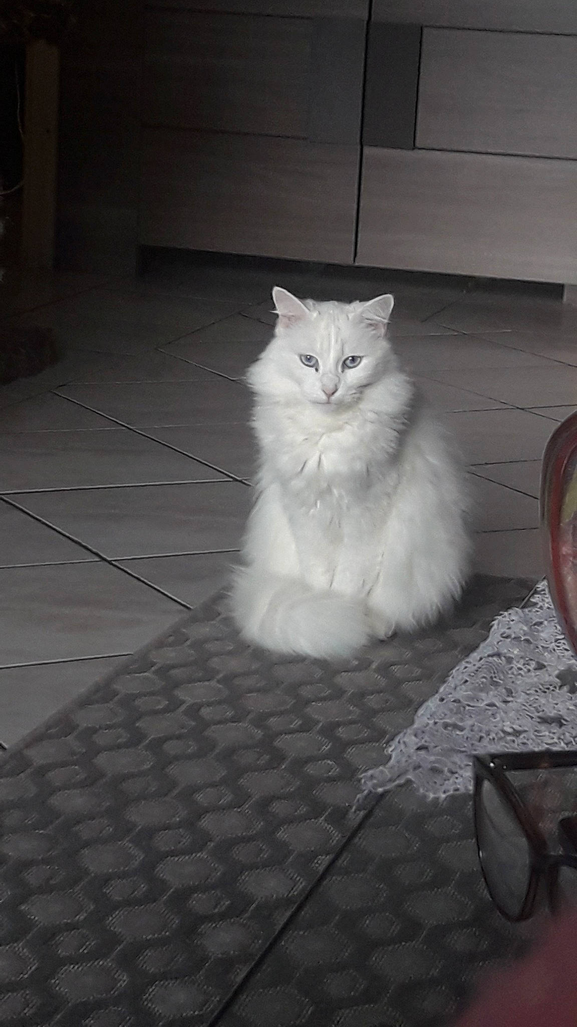 Yoda a rejoint le concours — aidez-le/la à gagner de superbes lots ! carnivore, cat, darkness, felidae, floor, flooring, fur, grey, hardwood, monochrome, monochrome_photography, paw, road_surface, sitting, small_to_medium_sized_cats, snout, tail, tints_and_shades, whiskers, wood