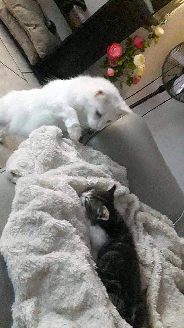 Yoda participe au concours pour gagner de l'argent avec cette photo : canidae, carnivore, cat, comfort, domestic_short_haired_cat, felidae, flooring, freezing, fur, grey, linens, mechanical_fan, room, small_to_medium_sized_cats, snout, snow, tail, whiskers, white, winter