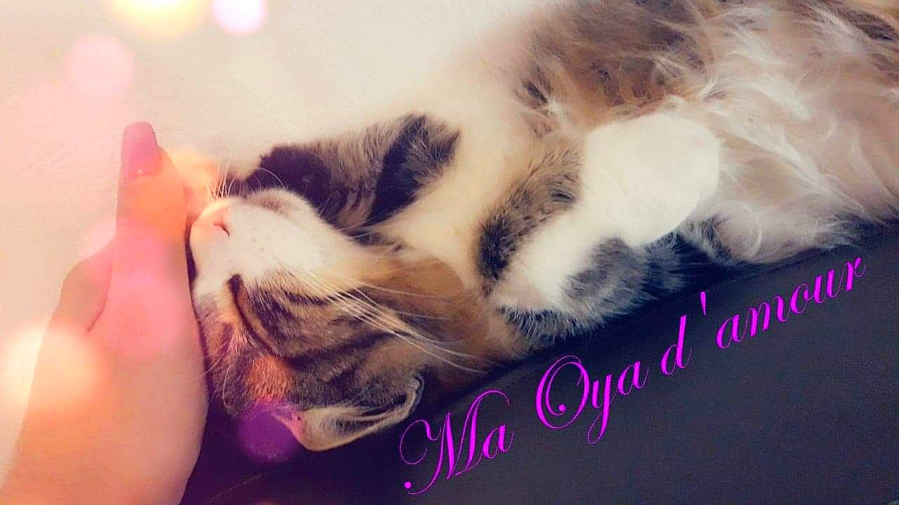 Oya a rejoint le concours — aidez-le/la à gagner de superbes lots ! carnivore, cat, close_up, comfort, domestic_short_haired_cat, fawn, felidae, finger, foot, fur, gesture, hand, happy, mammal, nail, organism, small_to_medium_sized_cats, snout, vertebrate, whiskers