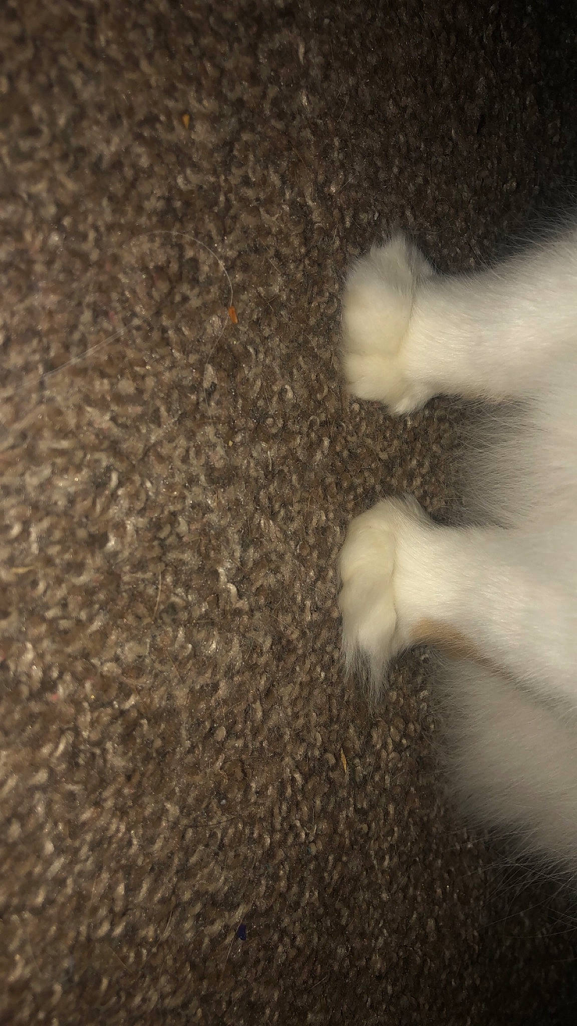 Isabella is registered to the contest to win money with this photo: asphalt, carpet, cat, darkness, domestic_short_haired_cat, felidae, flooring, fur, gesture, grass, human_leg, paw, road_surface, shadow, small_to_medium_sized_cats, soil, tail, tints_and_shades, whiskers, wood