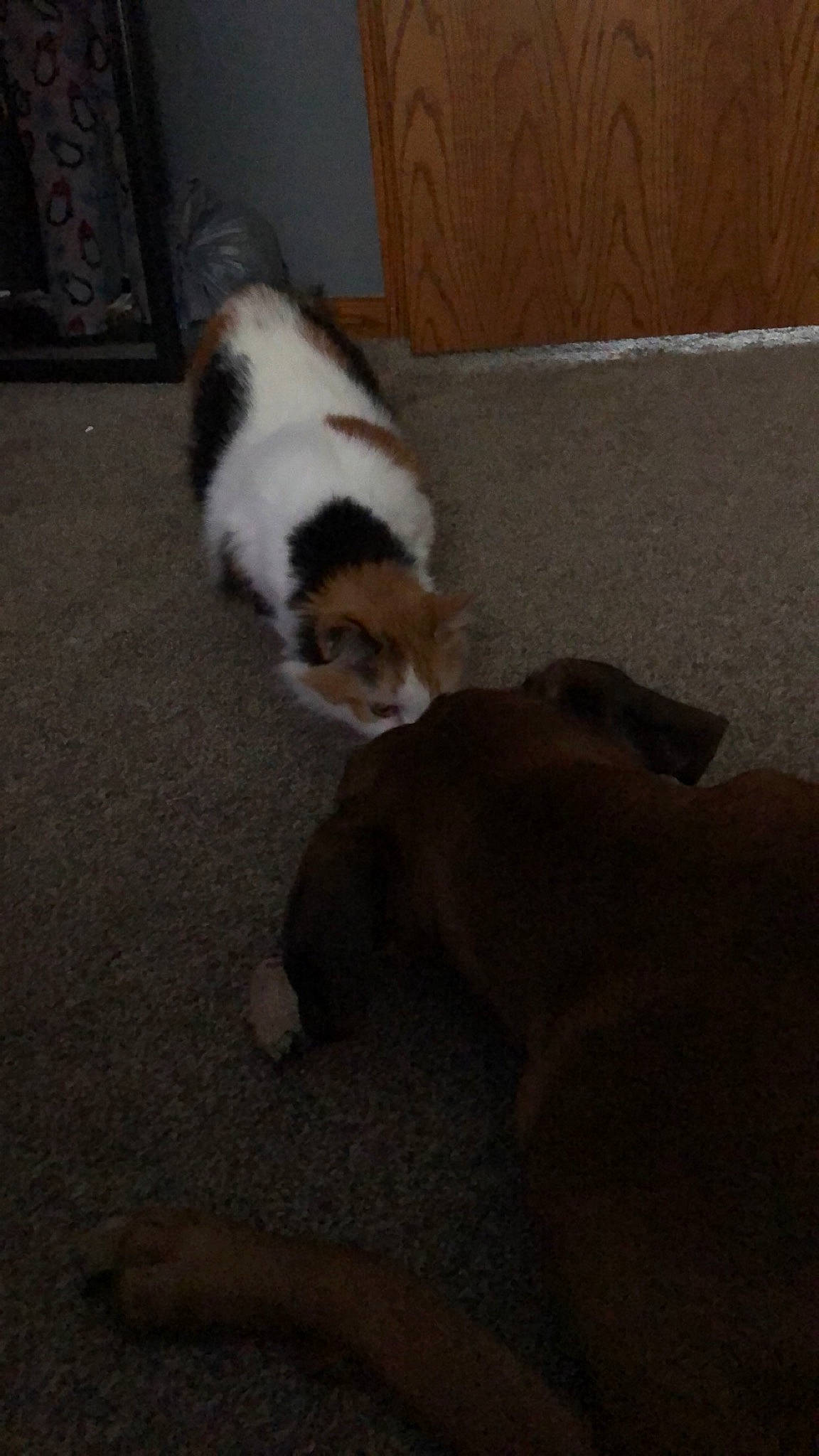 Isabella is registered to the contest to win money with this photo: brown, canidae, carnivore, comfort, companion_dog, dog, dog_breed, fawn, felidae, flooring, fur, hardwood, non_sporting_group, small_to_medium_sized_cats, snout, sporting_group, tail, terrestrial_animal, whiskers, wood