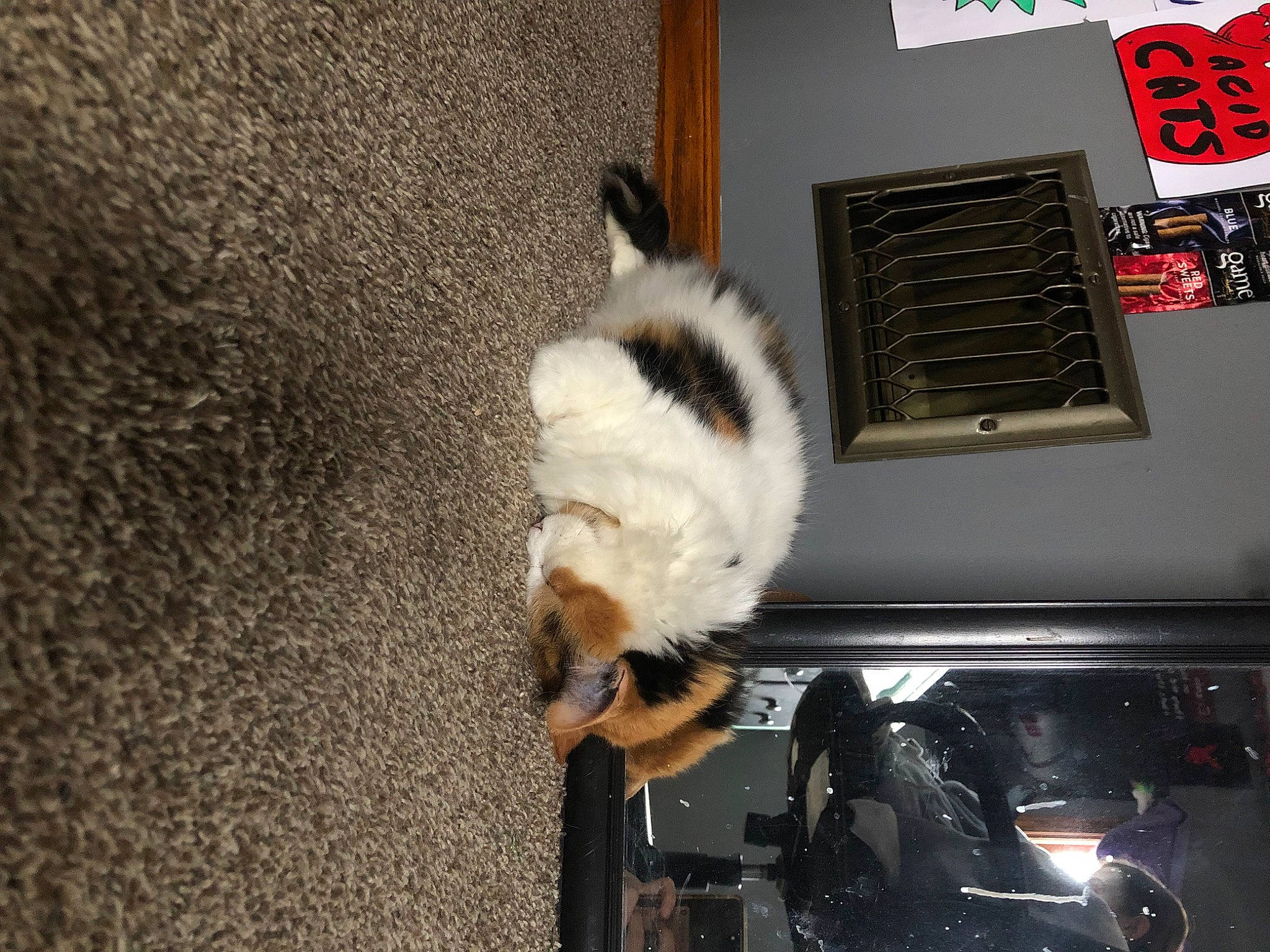 Isabella joined the competition — help win amazing prizes! auto_part, automotive_exterior, bumper, canidae, carnivore, cat, domestic_short_haired_cat, felidae, fur, gas, hood, machine, motor_vehicle, small_to_medium_sized_cats, sporting_group, tail, vehicle_door, whiskers, windshield, wood