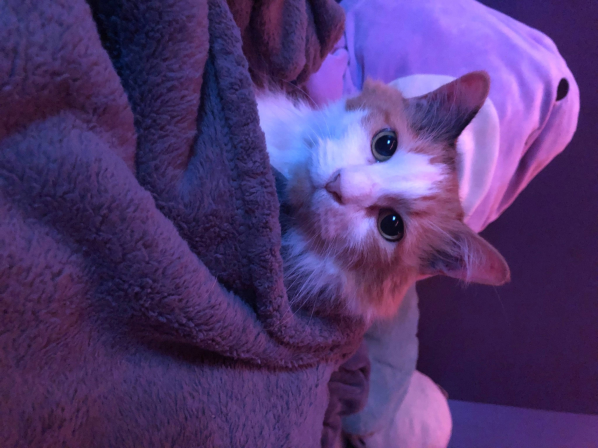 Isabella is registered to the contest to win money with this photo: carnivore, cat, claw, domestic_short_haired_cat, ear, electric_blue, fawn, felidae, fur, gesture, magenta, paw, purple, small_to_medium_sized_cats, snout, whiskers