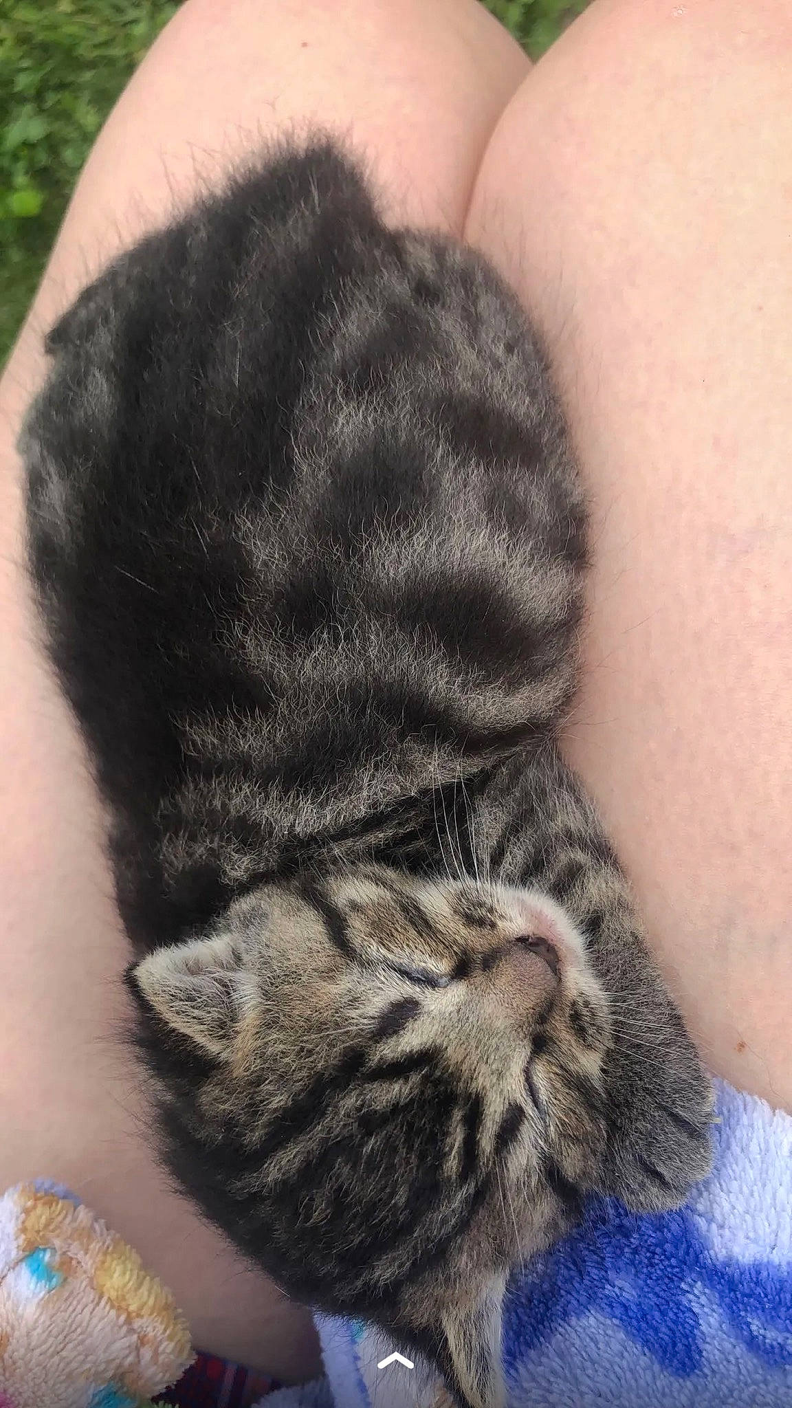 Angel is registered to the contest to win money with this photo: carnivore, cat, comfort, domestic_short_haired_cat, ear, eye, felidae, foot, fur, human_leg, nail, nap, nose, paw, sleep, small_to_medium_sized_cats, snout, tail, terrestrial_animal, whiskers