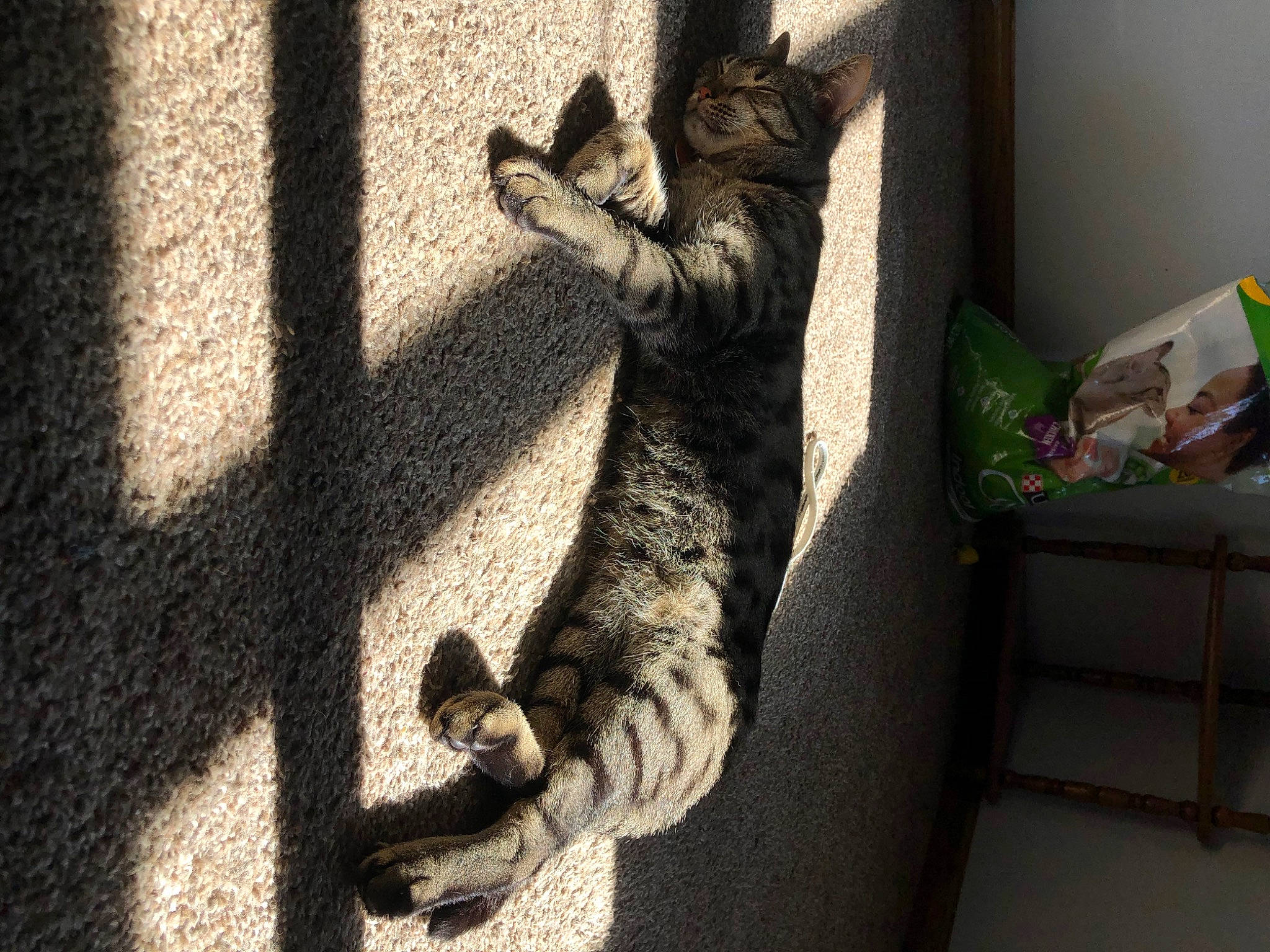 Angel joined the competition — help win amazing prizes! art, black_cat, cat, comfort, domestic_short_haired_cat, felidae, flooring, foot, fur, gesture, grey, human_leg, paw, small_to_medium_sized_cats, snout, tail, tints_and_shades, tree, whiskers, wood