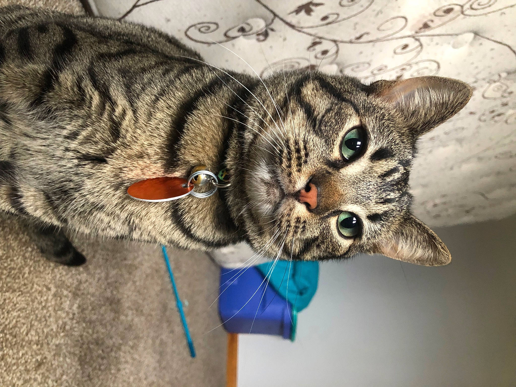 Angel joined the competition — help win amazing prizes! art, big_cats, cap, carnivore, cat, claw, domestic_short_haired_cat, eye, felidae, fur, hand, hat, head, human_body, paw, small_to_medium_sized_cats, snout, tail, terrestrial_animal, whiskers