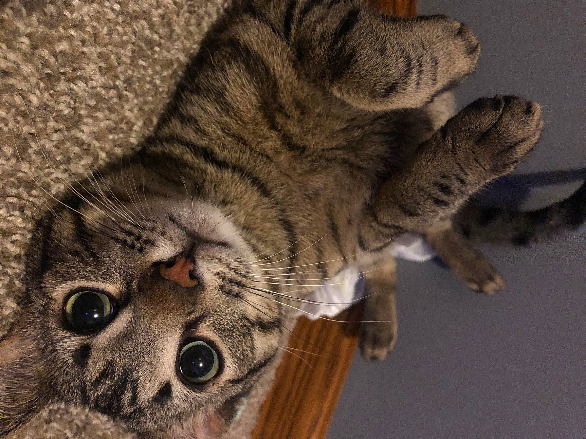 Angel joined the competition — help win amazing prizes! art, carnivore, cat, claw, domestic_short_haired_cat, felidae, fur, grey, paw, small_to_medium_sized_cats, snout, tail, terrestrial_animal, whiskers, wildlife, wood