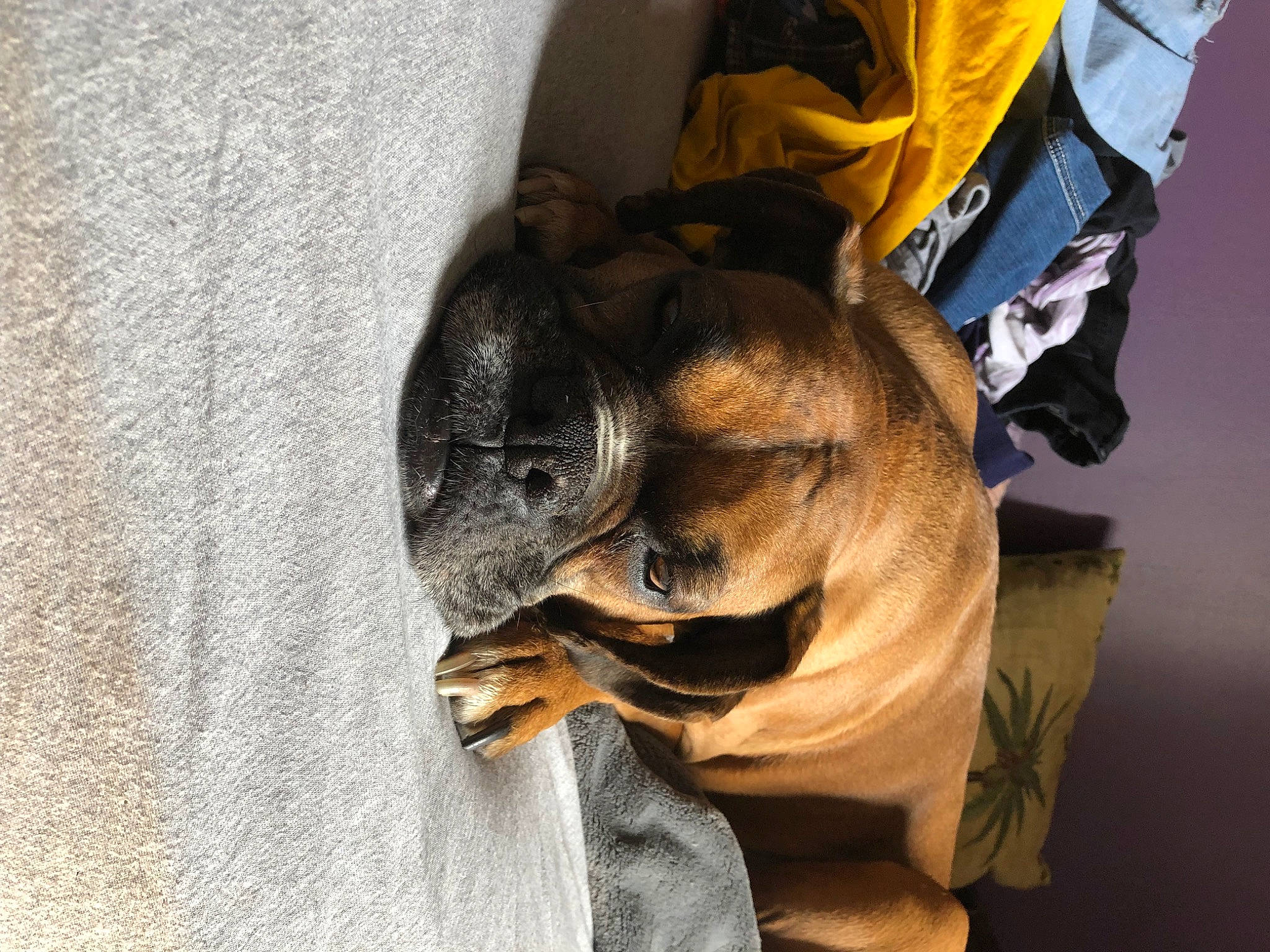 Maddie joined the competition — help win amazing prizes! canidae, carnivore, comfort, companion_dog, dog, dog_breed, fur, guard_dog, nap, personal_protective_equipment, sporting_group, terrestrial_animal, toy_dog, whiskers, wood, working_animal, working_dog