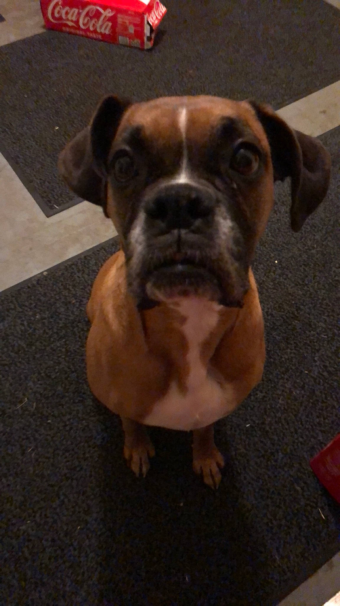 Maddie is registered to the contest to win money with this photo: boxer, canidae, carnivore, companion_dog, dog, dog_breed, dog_collar, fawn, flooring, liver, molosser, road_surface, snout, sporting_group, terrestrial_animal, whiskers, window, working_animal, working_dog, wrinkle