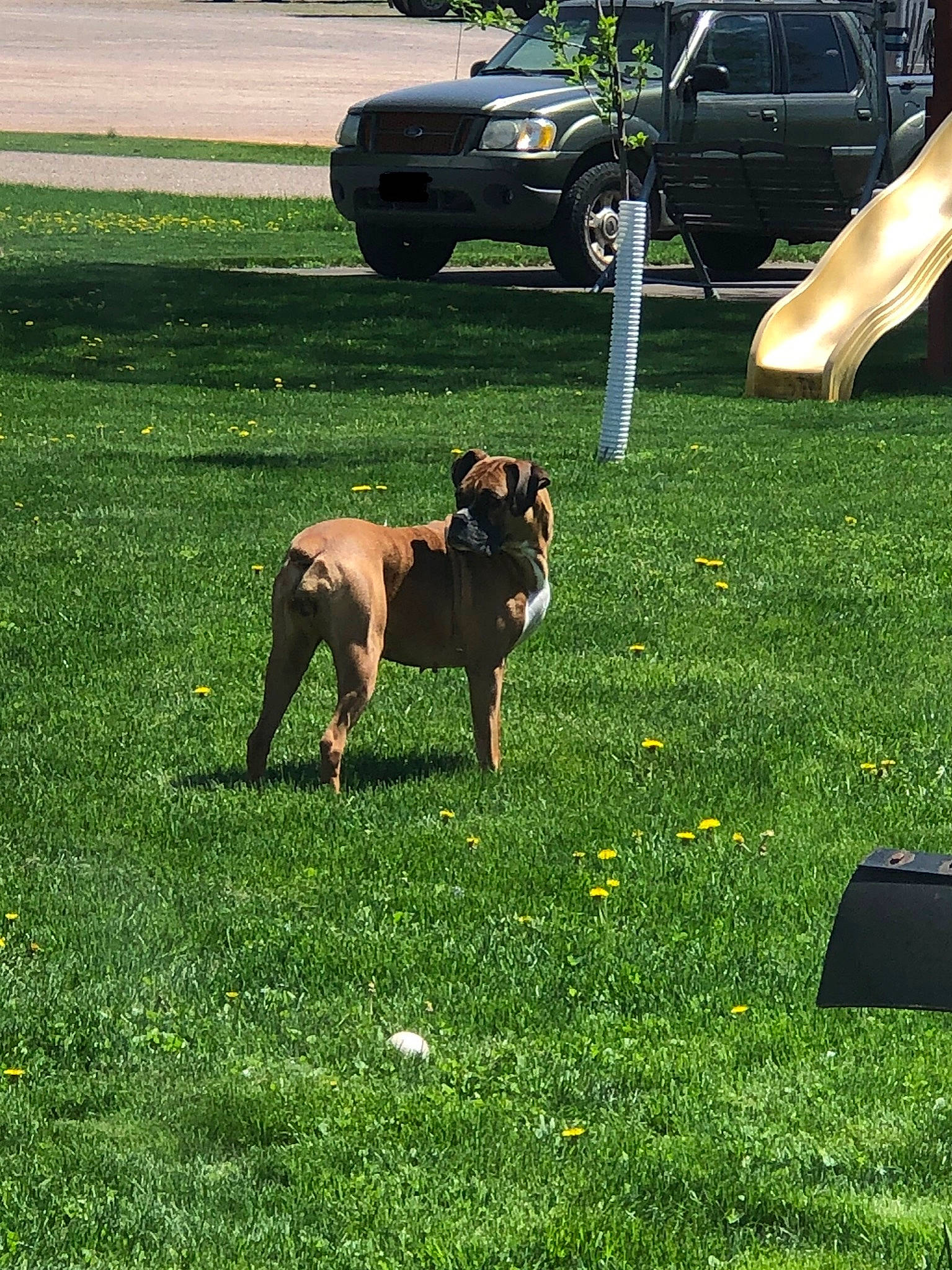 Maddie is registered to the contest to win money with this photo: automotive_exterior, automotive_tire, car, carnivore, companion_dog, dog, dog_breed, fawn, fender, grass, lawn, plant, sporting_group, tail, tints_and_shades, tire, vehicle, vehicle_door, vehicle_registration_plate, wheel