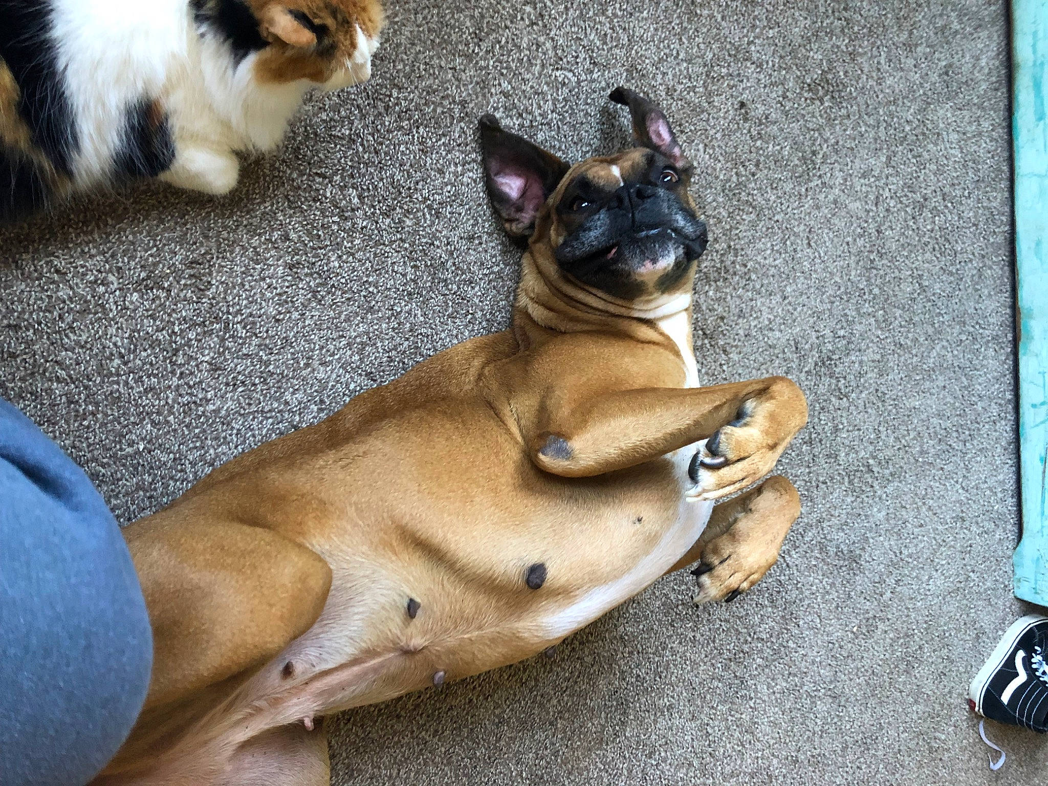 Maddie is registered to the contest to win money with this photo: ancient_dog_breeds, canidae, carnivore, cat, collar, comfort, companion_dog, dog, dog_breed, fawn, fur, human_leg, paw, sitting, snout, sporting_group, tail, toy_dog, whiskers, working_animal