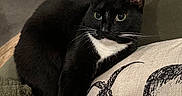 Prometheus is registered to the contest to win money with this photo: cat, tuxedo_cat, pet, animal, feline, black_and_white, whiskers, chair, cushion, octopus_skull, indoor, fur, relaxed, alert, home, cozy, closeup, portrait, resting, curious