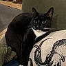 cat, tuxedo_cat, pet, animal, feline, black_and_white, whiskers, chair, cushion, octopus_skull, indoor, fur, relaxed, alert, home, cozy, closeup, portrait, resting, curious