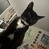 Prometheus joined the competition — help win amazing prizes! cat, black_and_white_cat, indoor, wall_art, decor, television, lamp, feline, whiskers, curious, close_up, domestic_cat, house, furniture, painting, shelf, ornaments, living_room, portrait, pet