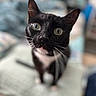 cat, black_cat, white_chest, green_eyes, whiskers, close_up, curious, pet, animal, indoor, feline, portrait, looking_at_camera, blurred_background, domestic_cat, cute, soft_lighting, face, ears, fur