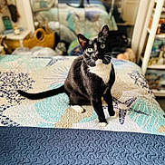 Prometheus joined the competition — help win amazing prizes! cat, black_and_white, bed, bedspread, patterned, green_eyes, indoor, feline, pet, mirror, basket, quilt, whiskers, tail, home, furniture, cozy, curious, animal, domestic
