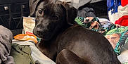 Rusty is registered to the contest to win money with this photo: dog, black_dog, bedroom, blanket, clothes, pile, indoor, curtains, window, furniture, pet, resting, looking_back, fabric, bag, cozy, domestic, canine, curious, soft_lighting