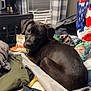 dog, black_dog, bedroom, blanket, clothes, pile, indoor, curtains, window, furniture, pet, resting, looking_back, fabric, bag, cozy, domestic, canine, curious, soft_lighting