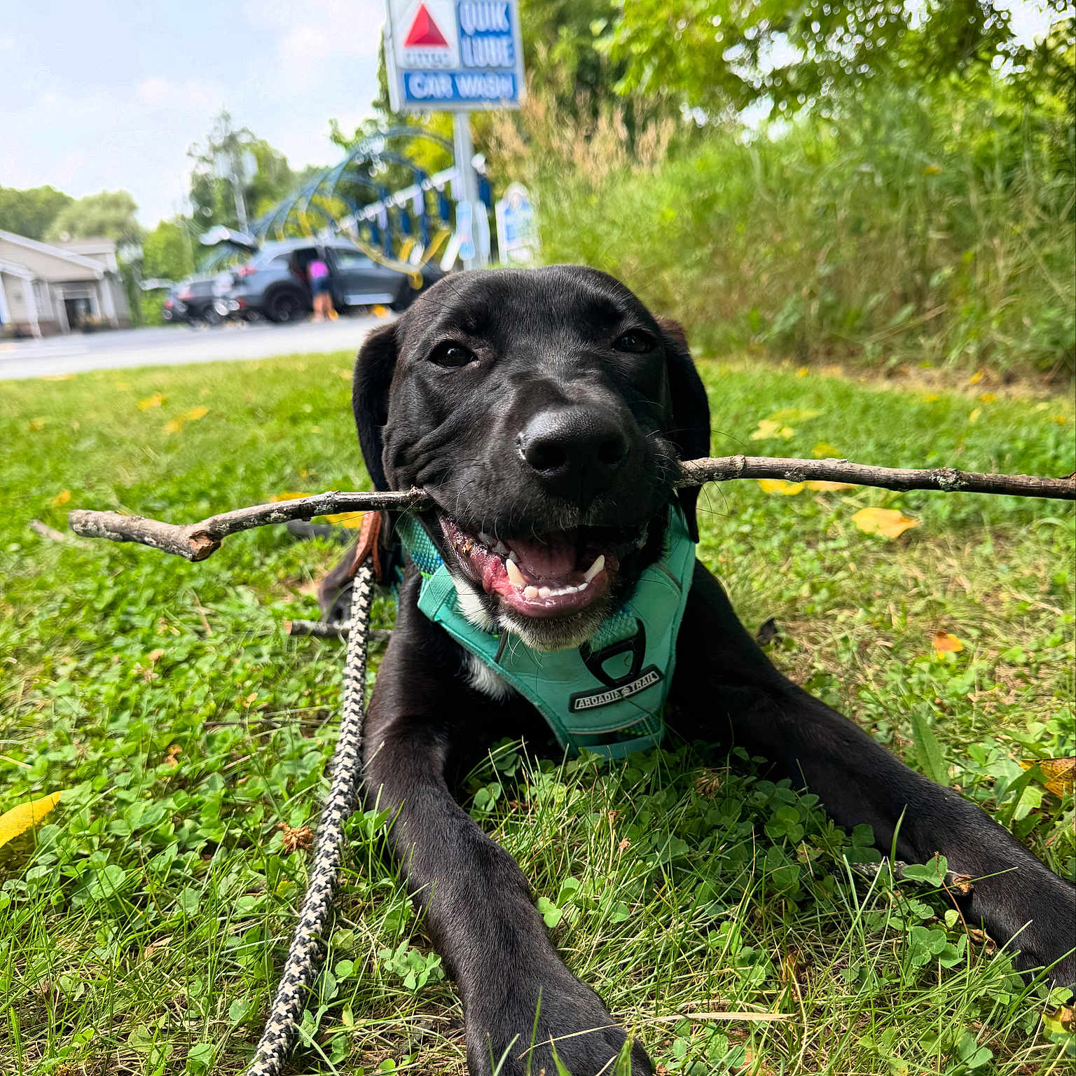 Rusty is registered to the contest to win money with this photo: black_dog, canine, closeup, daytime, dog, fur, grass, greenery, happy, harness, leash, muzzle, nature, outdoor, park, pet, playful, smiling, stick, tongue