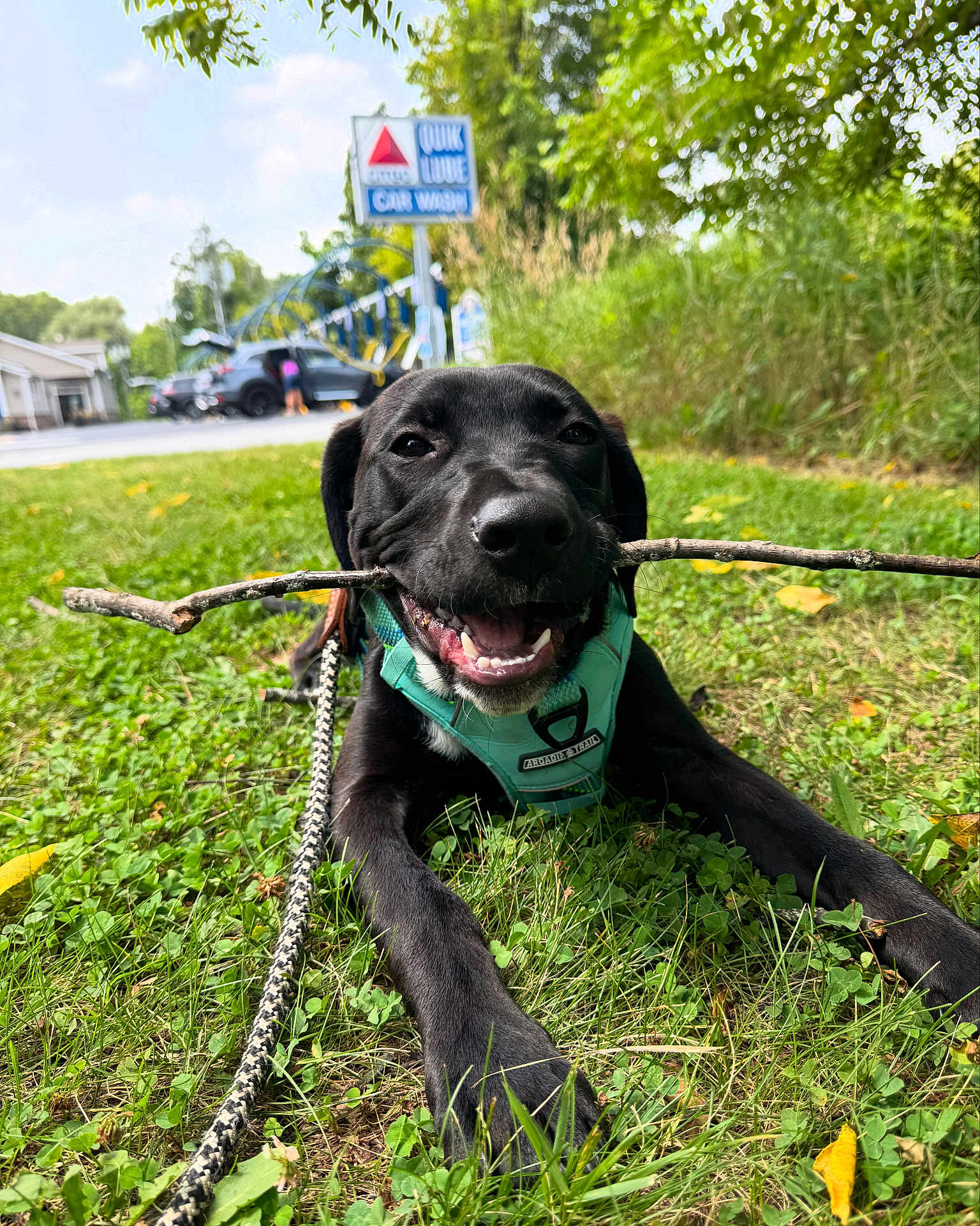 Rusty is registered to the contest to win money with this photo: dog, black_dog, grass, stick, leash, harness, outdoor, pet, happy, canine, smiling, nature, greenery, playful, muzzle, tongue, fur, closeup, daytime, park