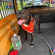 Rusty is registered to the contest to win money with this photo: dog, black_dog, orange_bandana, leash, toy, water_jug, vehicle_interior, wooden_interior, tongue_out, happy_dog, outdoor_event, people, grass, car, smiling, pet, animal, daylight, playful, close_up