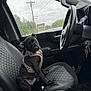 Rusty joined the competition — help win amazing prizes! puppy, dog, car_interior, rain, window, seat, harness, black_dog, pet, vehicle, steering_wheel, keys, raindrops, cute, looking, leash, dashboard, modern, transportation, young_dog
