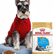 Julez joined the competition — help win amazing prizes! dog, miniature_schnauzer, pet, animal, portrait, red_sweater, bow_tie, food_bag, dog_food, kibble, food_bowl, indoors, white_background, blue_cushion, sitting, groomed, beard, pointed_ears, product_display, studio_photography