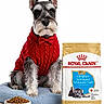 dog, miniature_schnauzer, pet, animal, portrait, red_sweater, bow_tie, food_bag, dog_food, kibble, food_bowl, indoors, white_background, blue_cushion, sitting, groomed, beard, pointed_ears, product_display, studio_photography