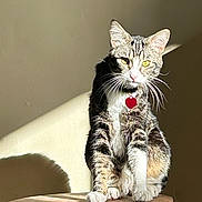 Kiro a rejoint le concours — aidez-le/la à gagner de superbes lots ! cat, tabby, pet, animal, feline, stool, wooden_stool, indoor, sunlight, shadow, wall, collar, heart_tag, sitting, fur, whiskers, ears, paws, portrait, domestic_cat