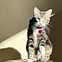 cat, tabby, pet, animal, feline, stool, wooden_stool, indoor, sunlight, shadow, wall, collar, heart_tag, sitting, fur, whiskers, ears, paws, portrait, domestic_cat
