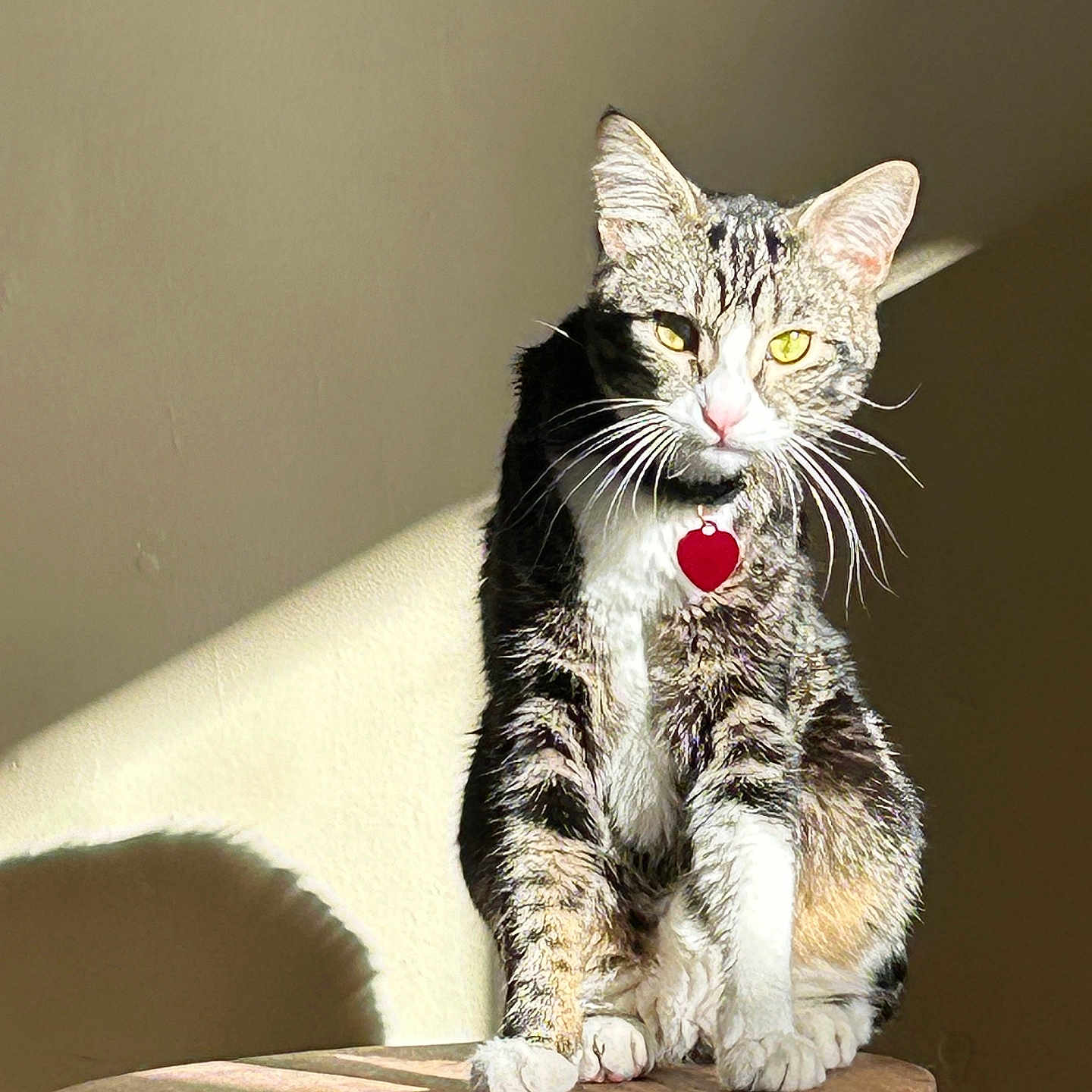 Kiro a rejoint le concours — aidez-le/la à gagner de superbes lots ! animal, cat, collar, domestic_cat, ears, feline, fur, heart_tag, indoor, paws, pet, portrait, shadow, sitting, stool, sunlight, tabby, wall, whiskers, wooden_stool