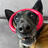 Kiffer participe au concours pour gagner de l'argent avec cette photo : animal, black_fur, brown_fur, canine, close_up, couch, curious, dog, domestic_animal, ears, fur, indoor, mouth, nose, pet, playful, portrait, red_ring, teeth, whiskers