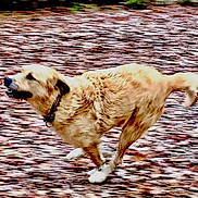 Goldie is registered to the contest to win money with this photo: autumn, canine, collar, dog, energetic, fur, ground, leaves, motion, movement, nature, outdoors, painterly_effect, park, paws, pet, playful, running, side_view, textured