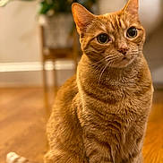 Sisi is registered to the contest to win money with this photo: cat, orange_tabby, pet, animal, indoor, wooden_floor, fur, whiskers, ears, sitting, curious, closeup, background_blur, cozy, domestic, feline, cute, portrait, mammal, young