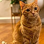 cat, orange_tabby, pet, animal, indoor, wooden_floor, fur, whiskers, ears, sitting, curious, closeup, background_blur, cozy, domestic, feline, cute, portrait, mammal, young