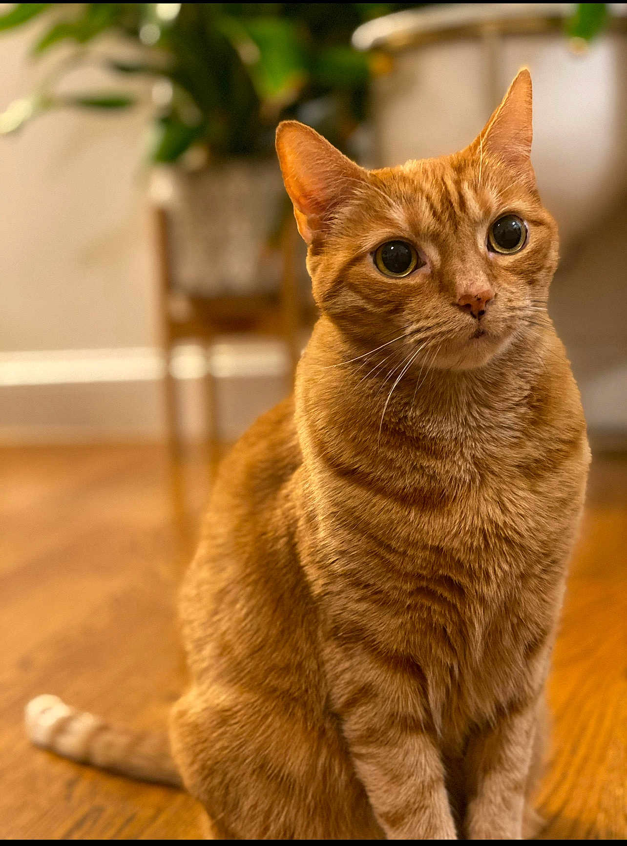 Sisi is registered to the contest to win money with this photo: cat, orange_tabby, pet, animal, indoor, wooden_floor, fur, whiskers, ears, sitting, curious, closeup, background_blur, cozy, domestic, feline, cute, portrait, mammal, young