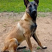 Vénom a rejoint le concours — aidez-le/la à gagner de superbes lots ! dog, belgian_malinois, sitting, attentive, outdoor, grass, dirt, tree, greenery, pet, animal, canine, nature, fence, rural, portrait, daylight, ears_up, alert, watchful