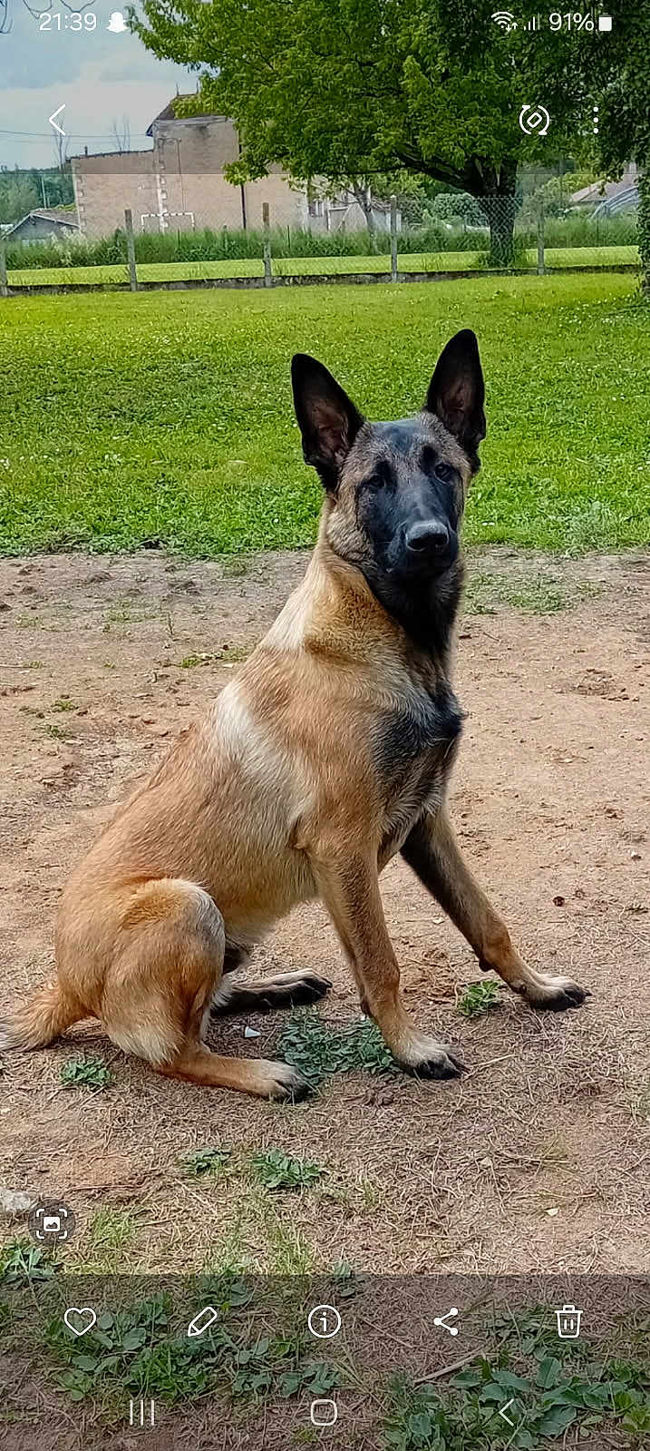 Vénom a rejoint le concours — aidez-le/la à gagner de superbes lots ! dog, belgian_malinois, sitting, attentive, outdoor, grass, dirt, tree, greenery, pet, animal, canine, nature, fence, rural, portrait, daylight, ears_up, alert, watchful