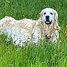 dog, golden_retriever, grass, greenery, wildflowers, outdoor, pet, animal, nature, happy, smiling, fur, canine, field, summer, playful, mammal, friendly, long_hair, tongue_out