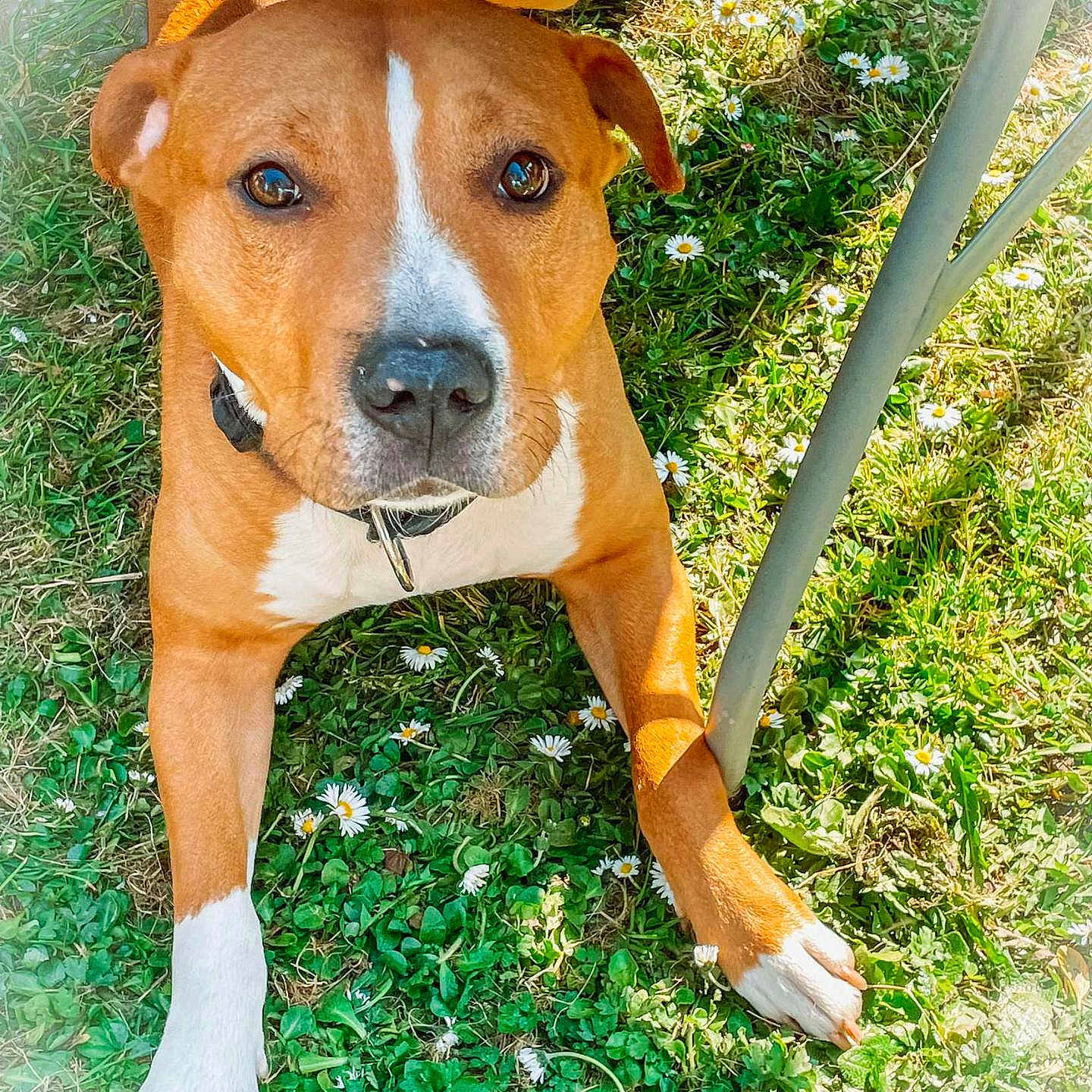 Paco a rejoint le concours — aidez-le/la à gagner de superbes lots ! animal, boxer, bulldog, canine, dog, grass, hardwood, hound, indoors, pet, pitbull, plant, puppy, racket, snout, sport, stainedwood, tennis, tennisracket, wood