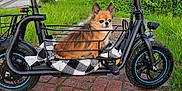 Bailey is registered to the contest to win money with this photo: dog, small_dog, electric_scooter, basket, blanket, outdoor, sidewalk, grass, street, vehicle, pet, fur, ears, wheel, tire, handlebar, nature, evening, pavement, urban