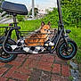 dog, small_dog, electric_scooter, basket, blanket, outdoor, sidewalk, grass, street, vehicle, pet, fur, ears, wheel, tire, handlebar, nature, evening, pavement, urban