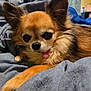 Bailey is registered to the contest to win money with this photo: dog, chihuahua, pet, tongue_out, ears, fur, cute, animal, canine, portrait, indoor, blanket, resting, small_dog, close_up, brown_fur, black_nose, relaxed, bedroom, domestic_animal